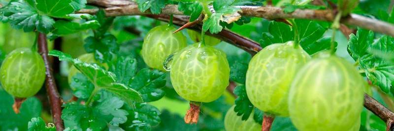 Frutaldis Astur