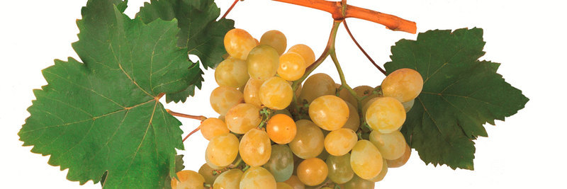 Frutaldis Astur