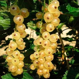 GROSELLA BLANCA