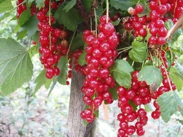 GROSELLA ROJA