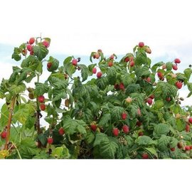 FRAMBUESA ROJA