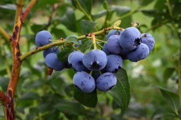 BLUECROP