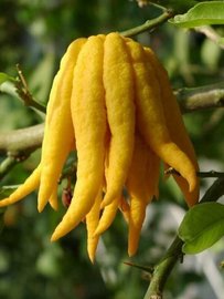 MANO DE BUDA