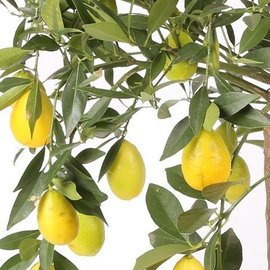 LIMAQUAT