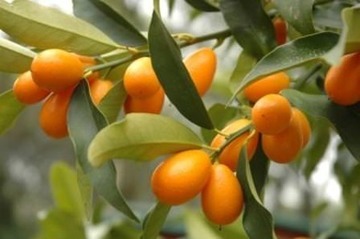 KUMKUAT