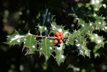 ACEBO