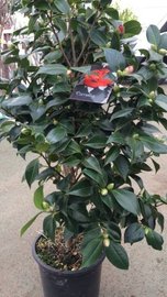 CAMELIA