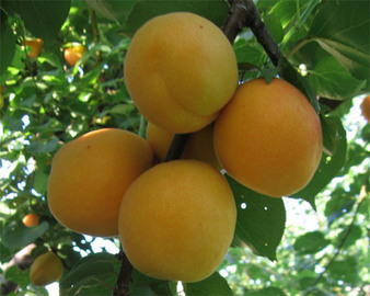 AMARILLO DE AGOSTO