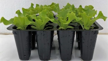 LECHUGA BATAVIA