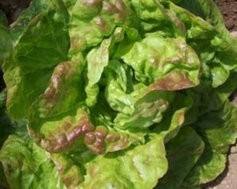 LECHUGA MARAVILLA DE VERANO