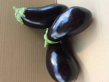 BERENJENA