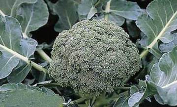 BRÓCOLI