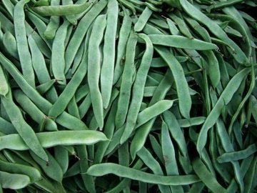JUDIA VERDE
