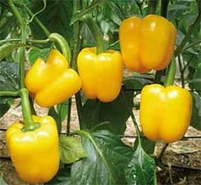 PIMIENTO AMARILLO