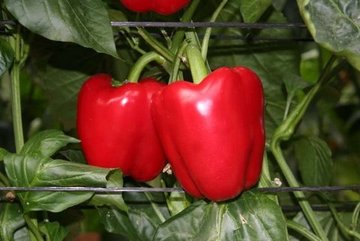 PIMIENTO CALIFORNIA