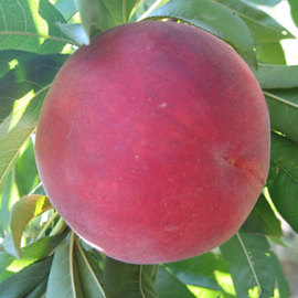 ROJO AGOSTO
