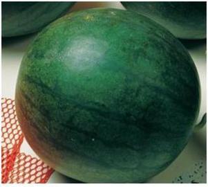 SANDIA