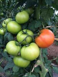 TOMATE CARAMBA