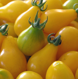 TOMATE CHERRY AMARILLO