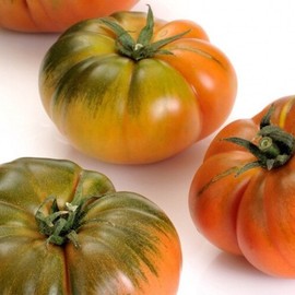 TOMATE RAF
