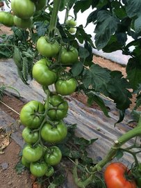 TOMATE ROBIN