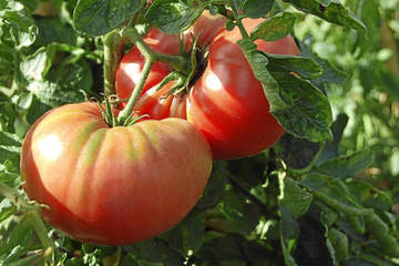 TOMATE ROSA
