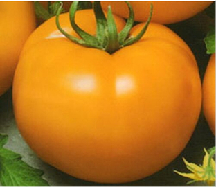 TOMATE NARANJA