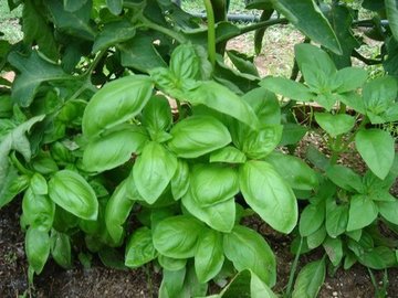 ALBAHACA HOJA ANCHA