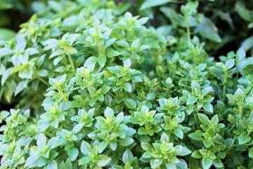 ALBAHACA HOJA ESTRECHA