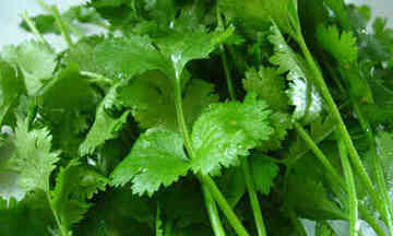CILANTRO
