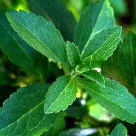 STEVIA