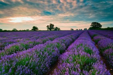 LAVANDA