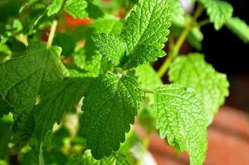 MENTA