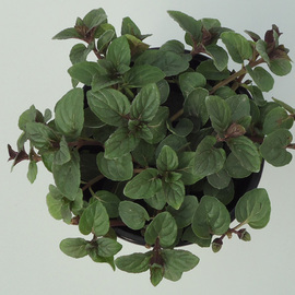 MENTA CHOCOLATE