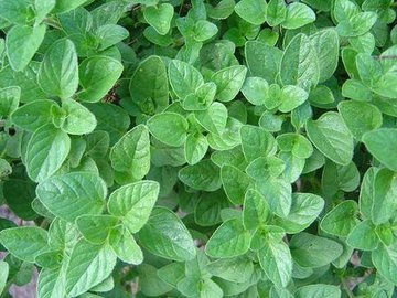 OREGANO