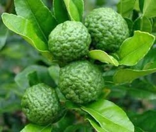 LIMA KAFFIR