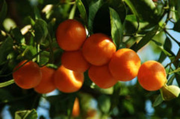 CALAMONDIN