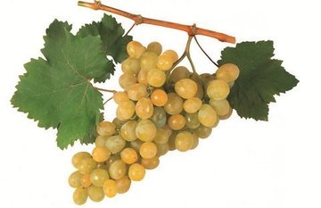 MOSCATEL ROMANO