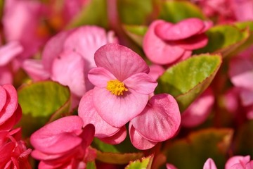 BEGONIA SIEMPRE FLORIDA