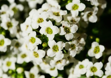 ALYSSUM
