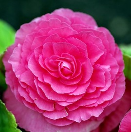 BEGONIA ELATIOR
