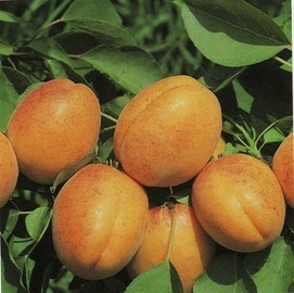 BULIDA