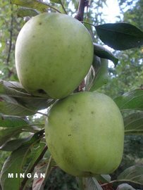 PEROMINGAN