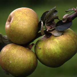 REINETA GRIS