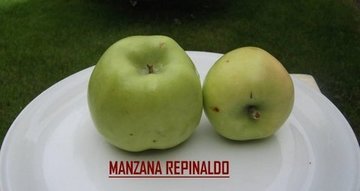 REPINALDO