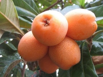 ARGELINO