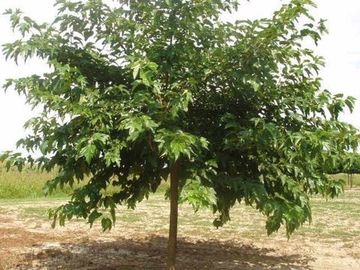 MORERA ÁRBOL