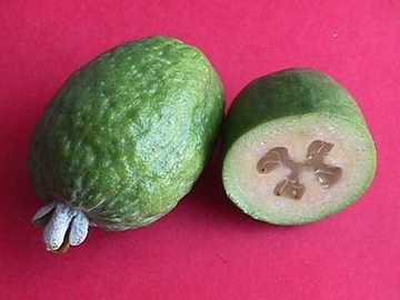 GUAYABO DEL BRASIL (FEIJOA)