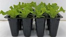 LECHUGA BATAVIA