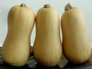 CALABAZA
